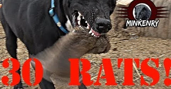 Mink And Dogs Destroy 30 Rats!!!