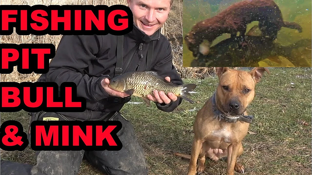 Pit Bull And Mink Both Catch Fish?!?!?!?