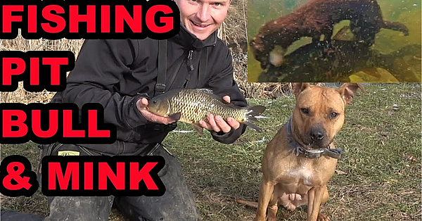 Pit Bull And Mink Both Catch Fish?!?!?!?