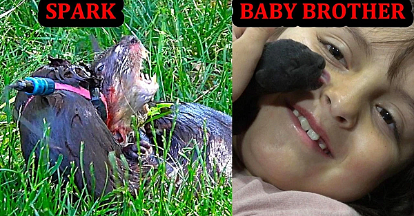 Spark Doing Muskrat Pest Control with Baby Brother Thunder