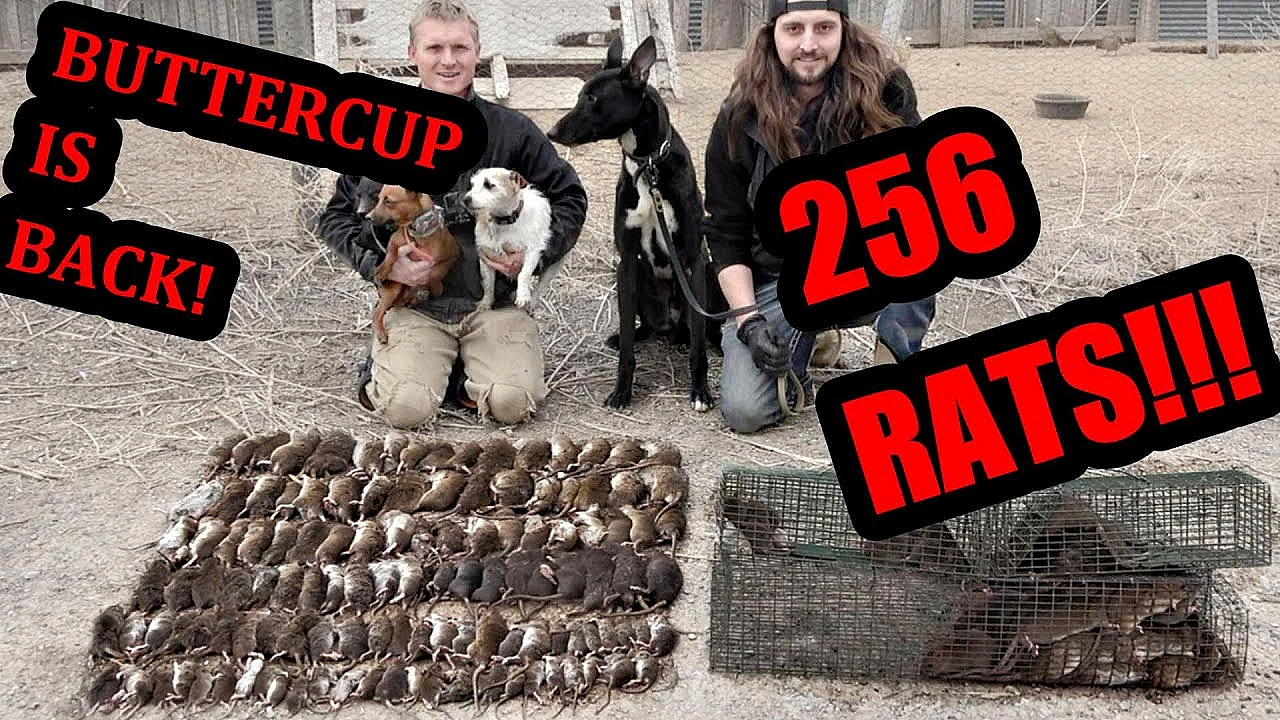 Eratication! Dogs Cleanup Massive Rat Infestation!!!