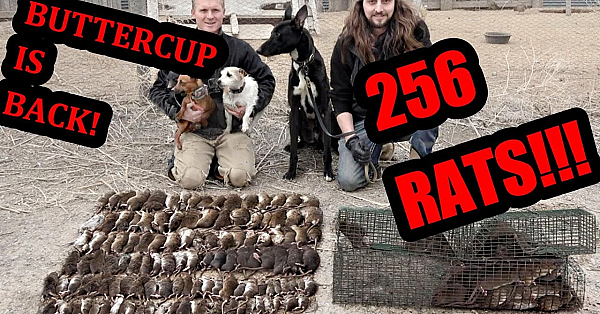 Eratication! Dogs Cleanup Massive Rat Infestation!!!