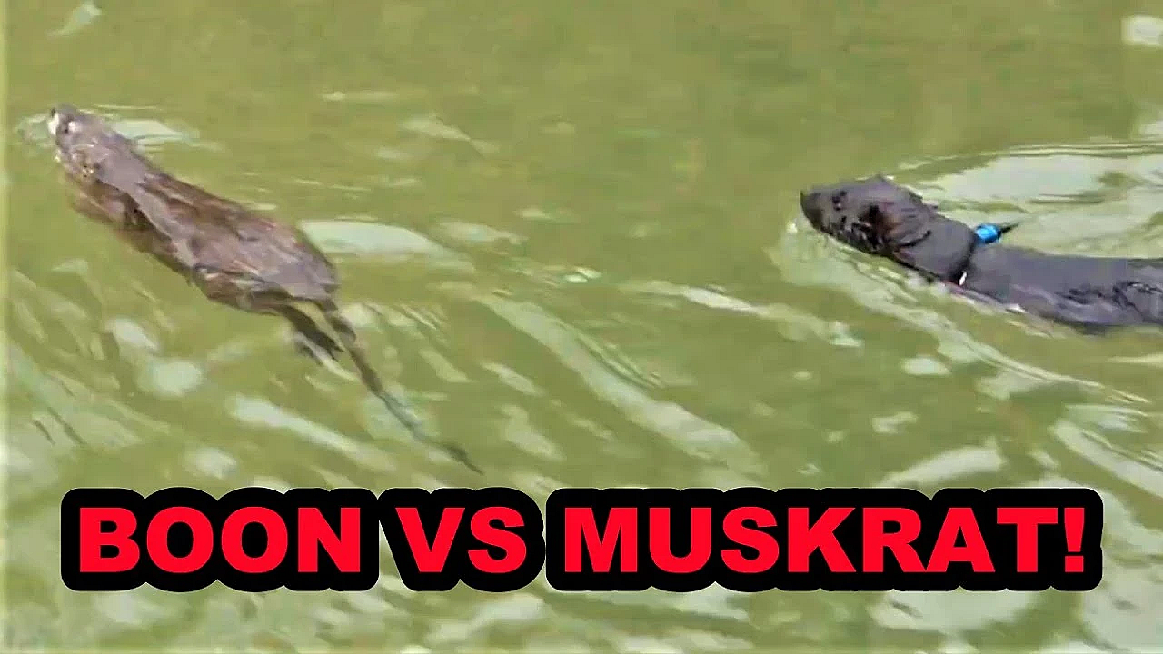 Boon The Muskrat Slaying Master