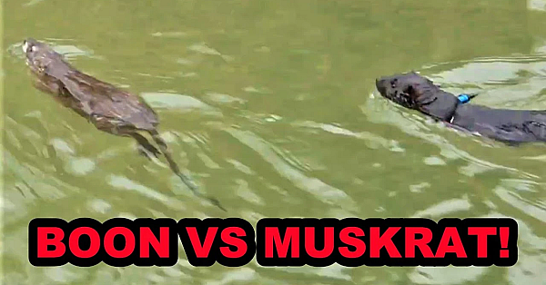 Boon The Muskrat Slaying Master