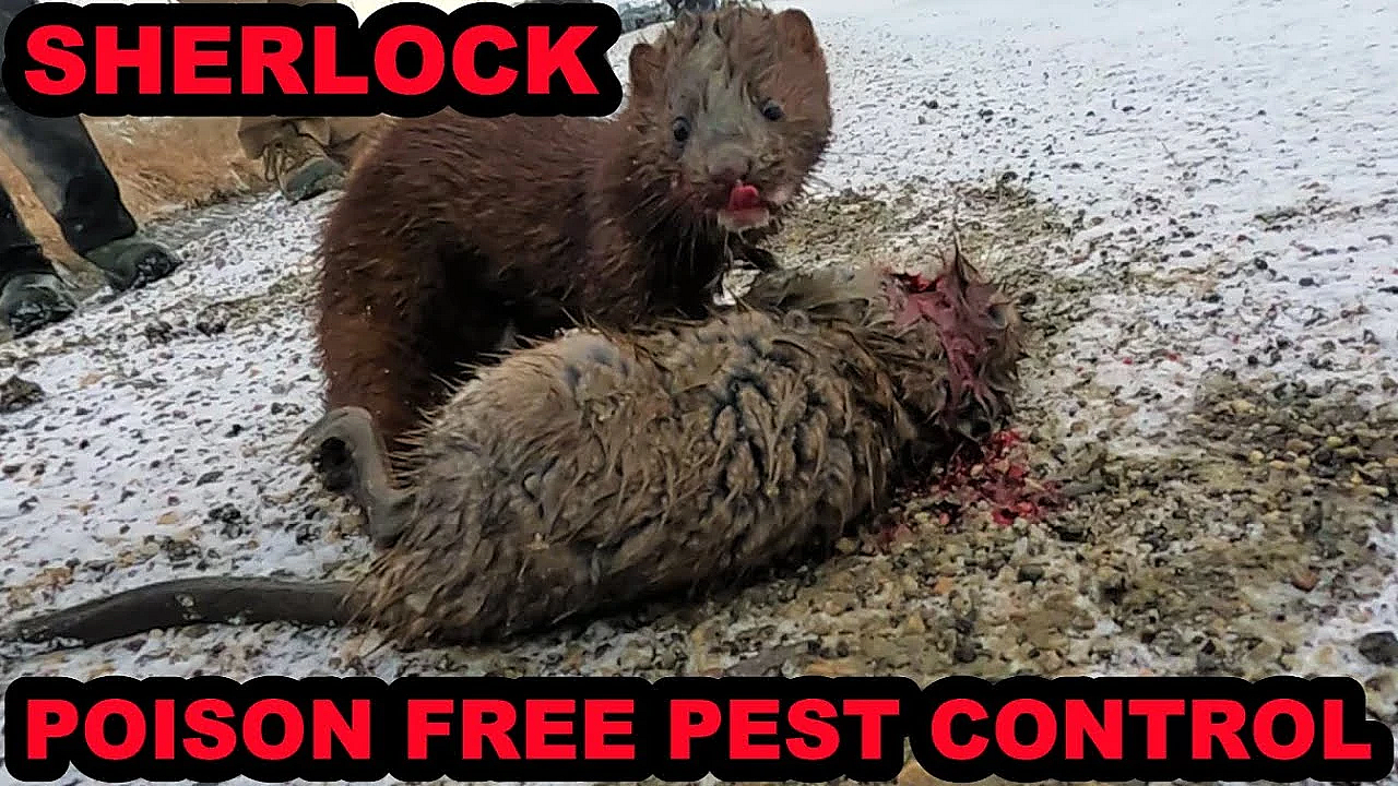 Muskrat Pest Control On The Canal