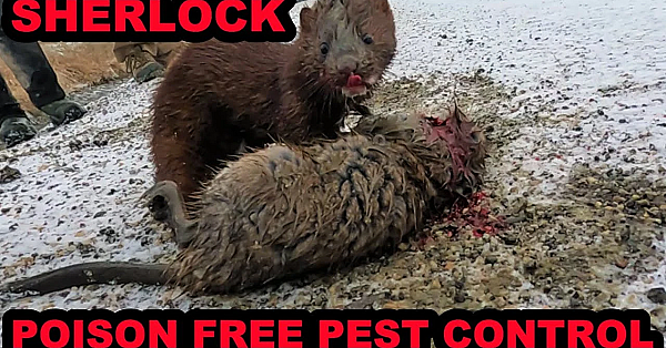 Muskrat Pest Control On The Canal