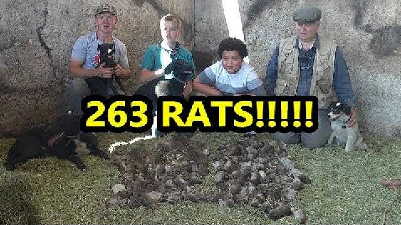 Eratication! Record Breaking Pest Control Job With Dogs!