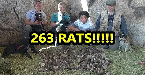 Eratication! Record Breaking Pest Control Job With Dogs!