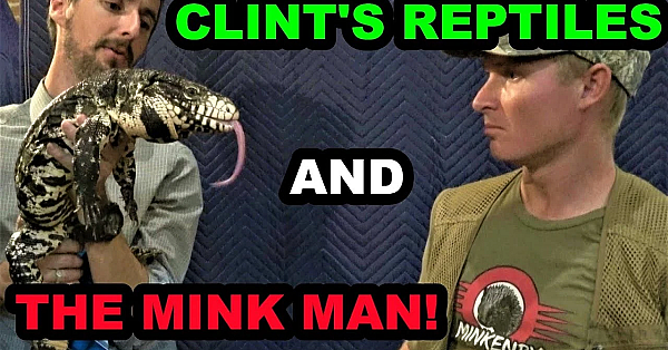 Collaboration With Clint's Reptiles