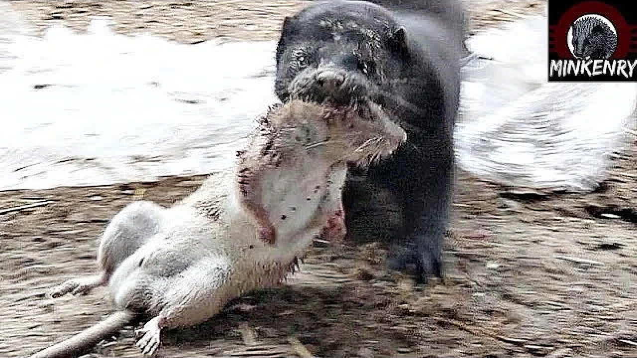 Rat Infestation Destroyed By Bear The Mink!