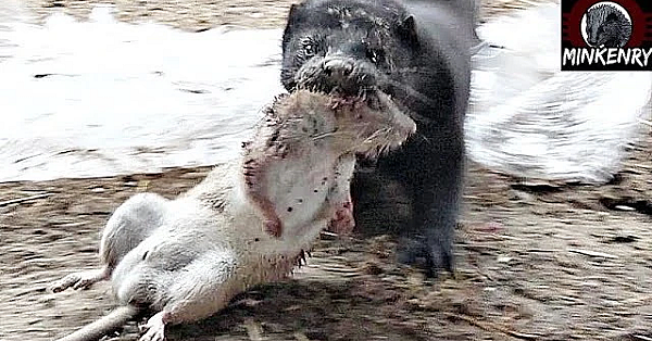 Rat Infestation Destroyed By Bear The Mink!