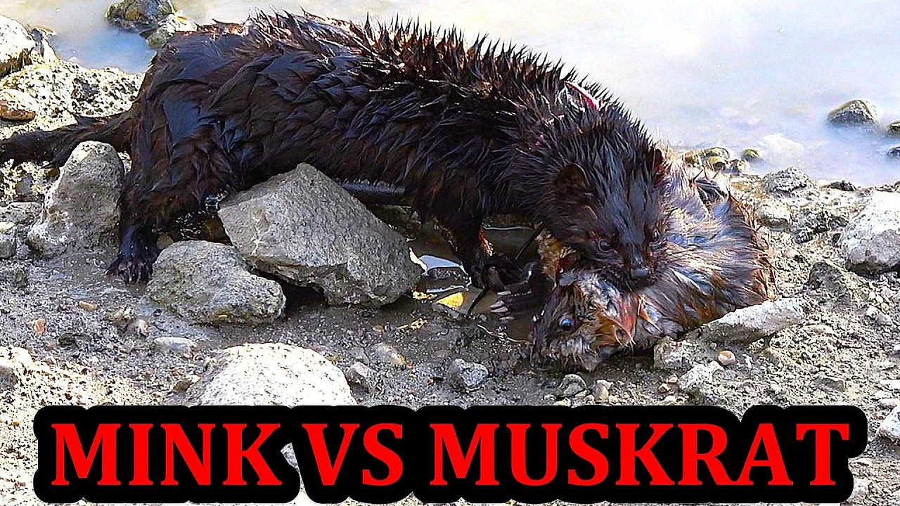 Amazing Close Calls on a Muskrat with Spark the Mink.
