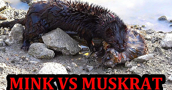 Amazing Close Calls on a Muskrat with Spark the Mink.