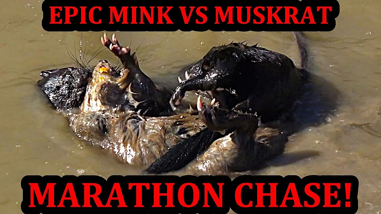 Most Epic Muskrat Chase I've Ever Seen!!!