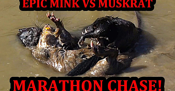 Most Epic Muskrat Chase I've Ever Seen!!!
