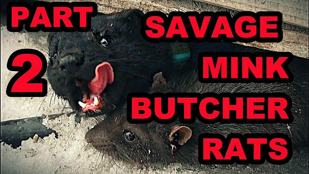 Pheasant Farm Ratting Part 2: Naming Yellow