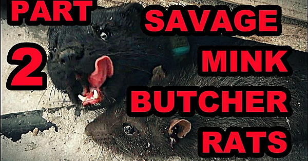 Pheasant Farm Ratting Part 2: Naming Yellow