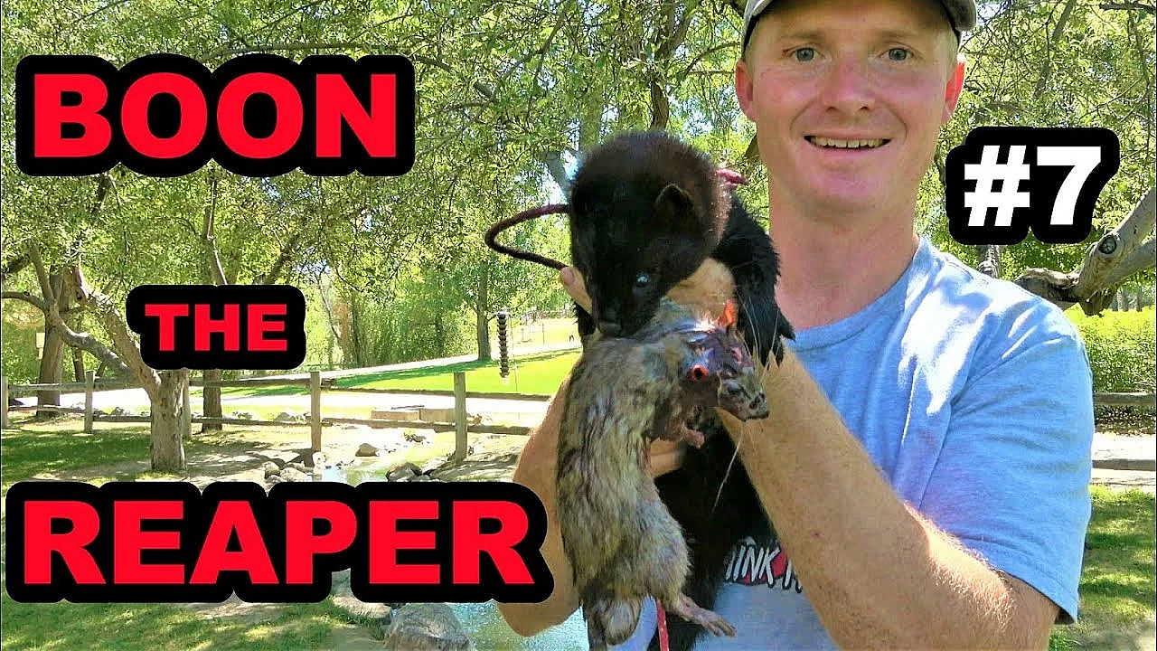 #7 Boon Rat Hunting At The Farm!