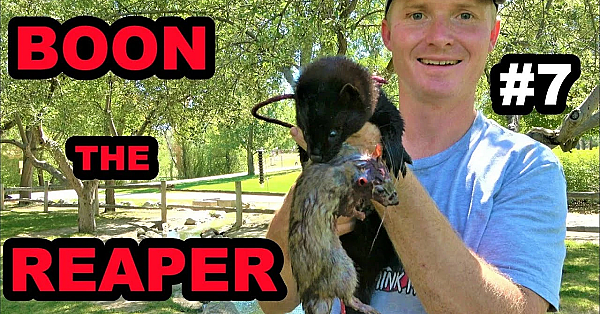 #7 Boon Rat Hunting At The Farm!