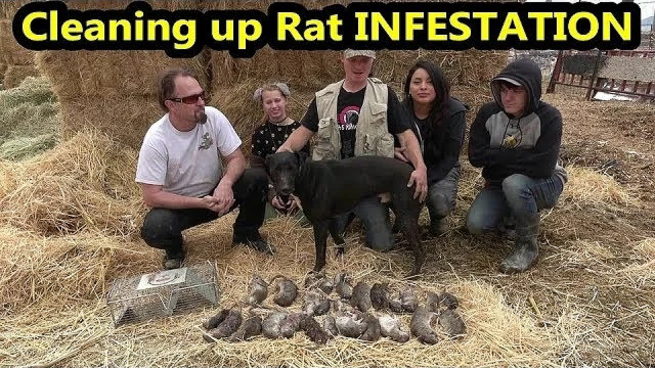 Rat Infestation Eraticated By Mink And Dogs