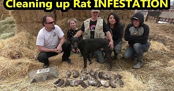 Rat Infestation Eraticated By Mink And Dogs