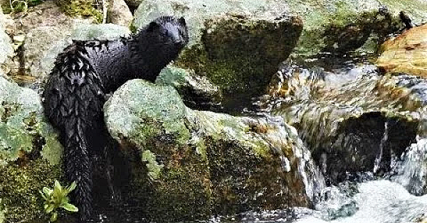 A Stroll Up Stream With A Mink
