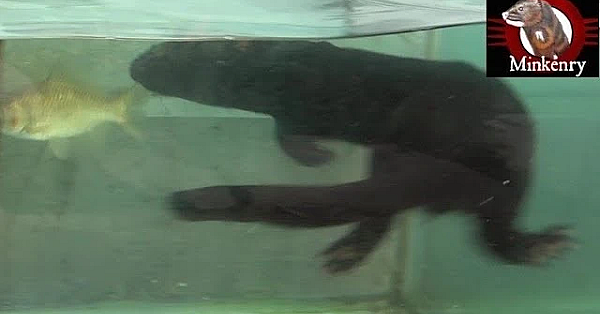 Baby Mink Rose Catching Live Fish!