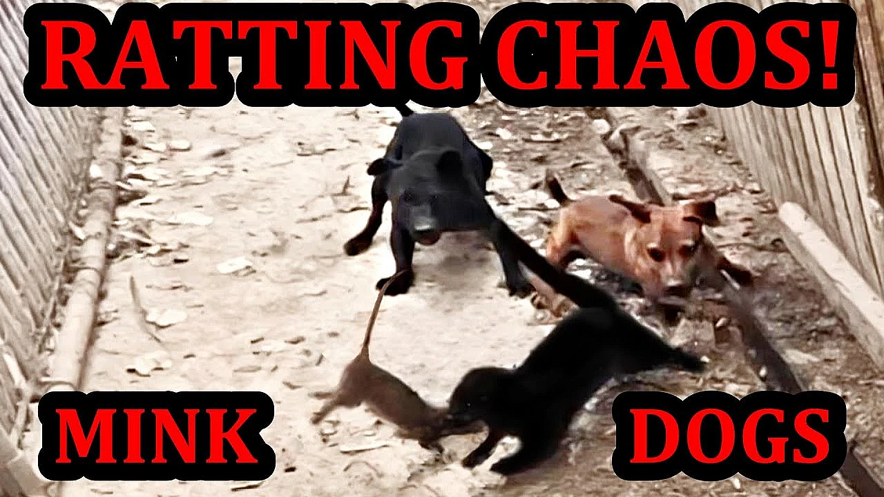 Absolutely Chaotic Ratting With Mink And Dogs!