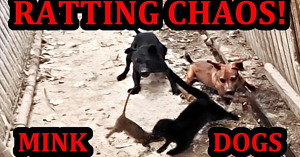 Absolutely Chaotic Ratting With Mink And Dogs!