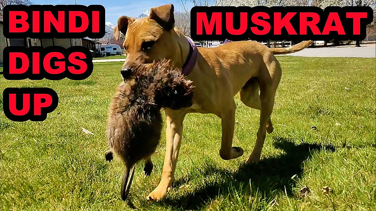 Bindi Digs Up A Muskrat While Hunting With Boon!