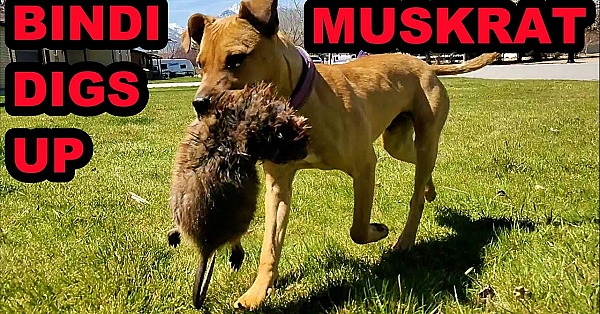 Bindi Digs Up A Muskrat While Hunting With Boon!