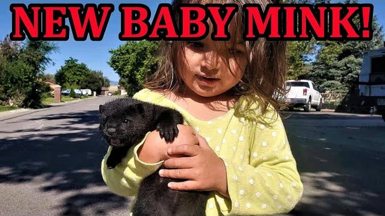 Introducing Rascal, The Mink Man's New Baby Mink!