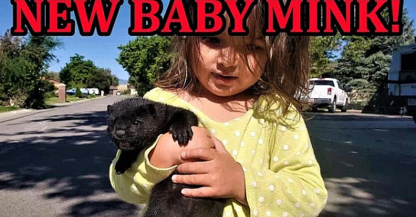 Introducing Rascal, The Mink Man's New Baby Mink!