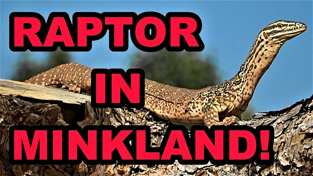 Raptor: Fast As Lightning!