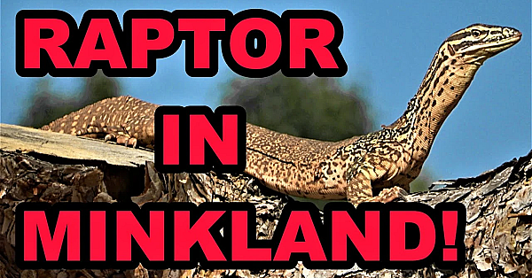 Raptor: Fast As Lightning!