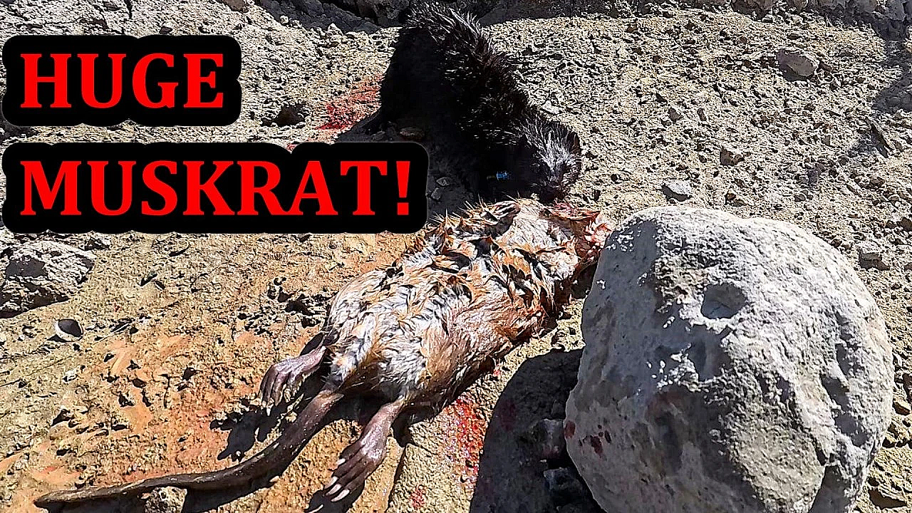 HUGE Muskrat Caught by Spark