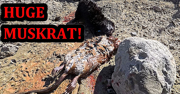 HUGE Muskrat Caught by Spark