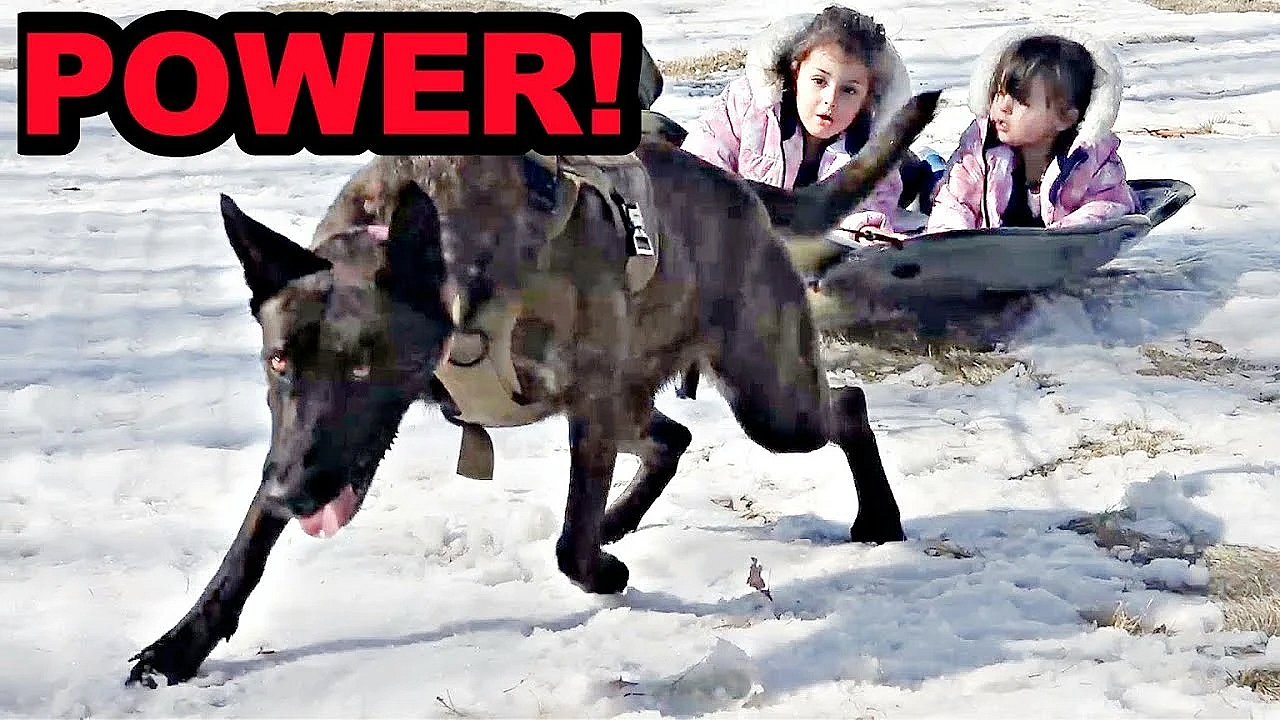 Incredible Sherni Sledding!