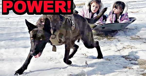 Incredible Sherni Sledding!