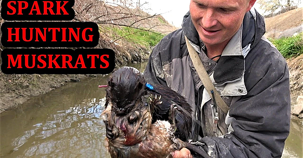 Spark The Underwater Chase Champion!