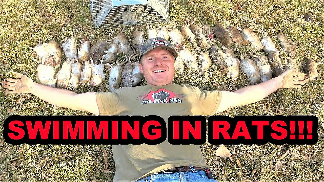 Over 40 Rat Bonanza With Trained Mink And Dogs!
