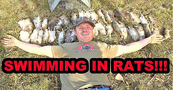 Over 40 Rat Bonanza With Trained Mink And Dogs!