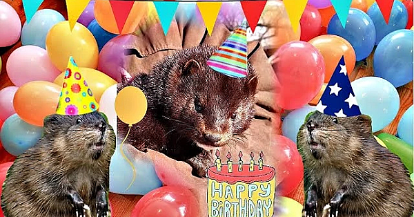 Have A Minky Birthday!