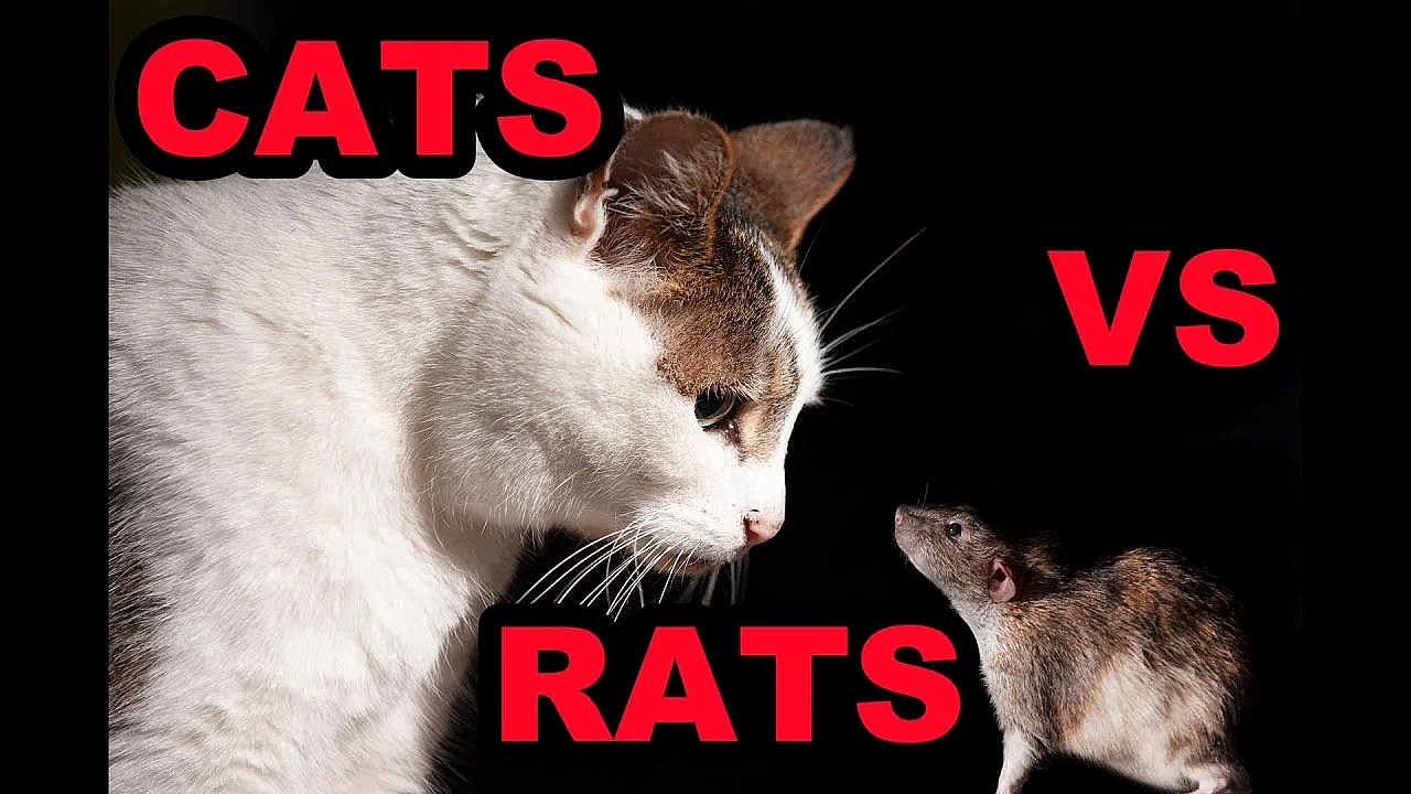 The Truth About Cats And Rats