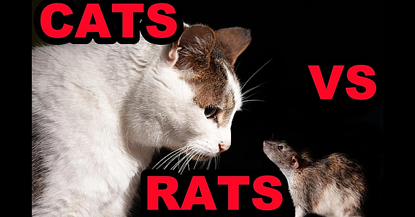 The Truth About Cats And Rats