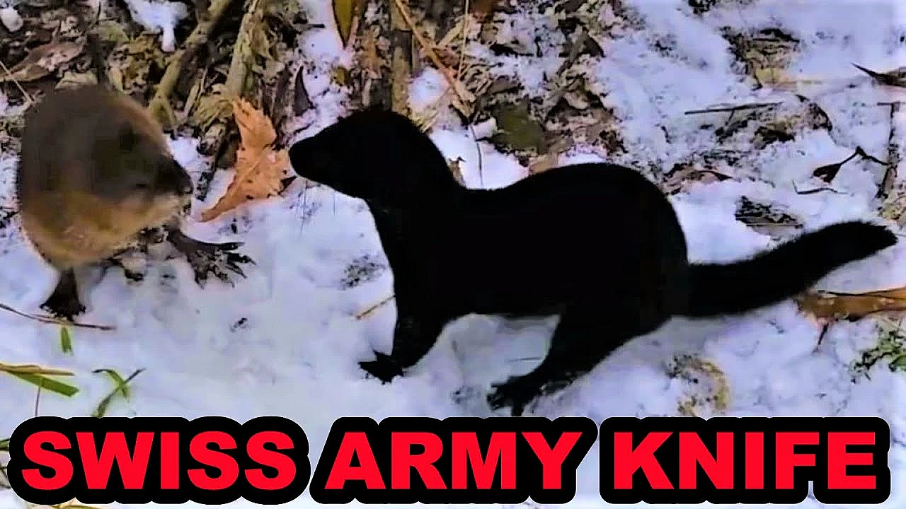 The Mink Swiss Army Knife!