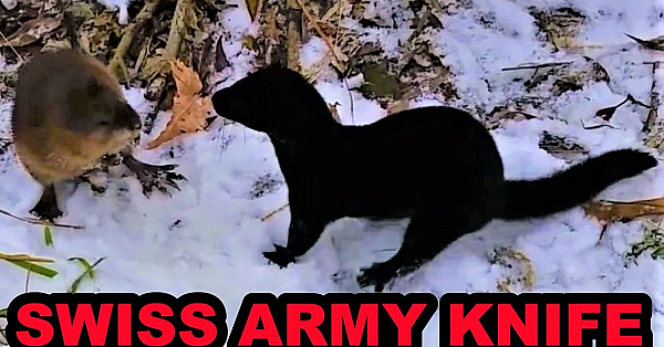 The Mink Swiss Army Knife!