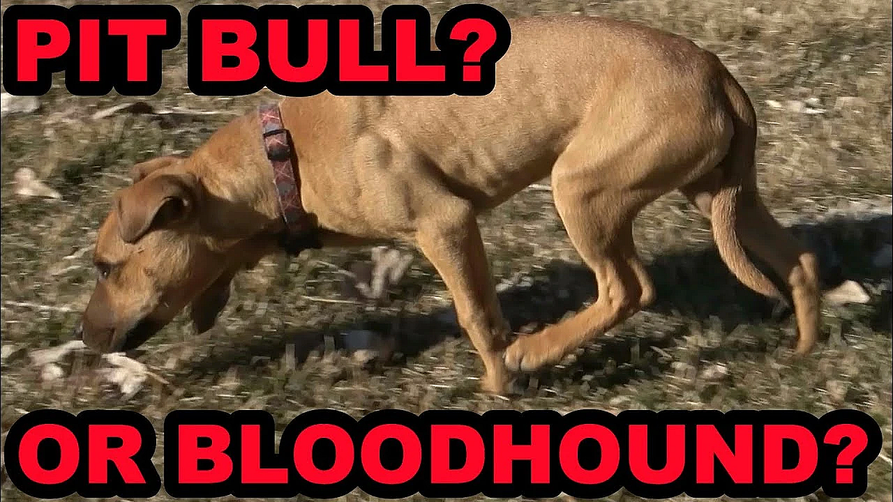 Bindi Spike, Search And Rescue!