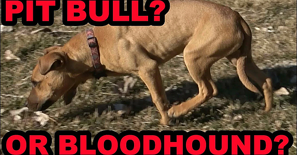 Bindi Spike, Search And Rescue!