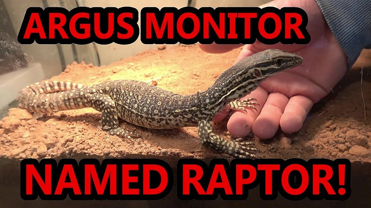 Raptor Training: 1st Week